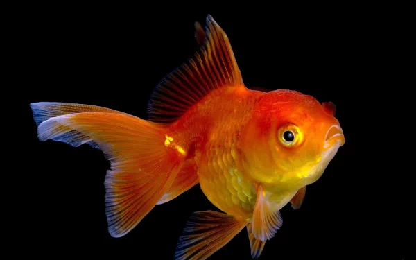 Animal goldfish HD Desktop Wallpaper | Background Image