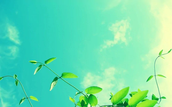 nature plant HD Desktop Wallpaper | Background Image