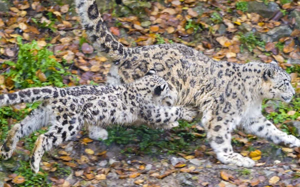 4K Ultra HD PC wallpaper featuring a snow leopard and its cub walking on a forest floor covered with leaves.