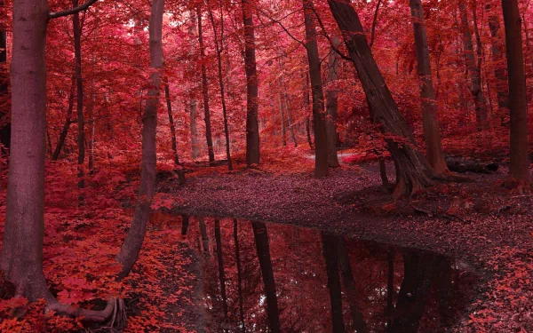 A serene forest scene in vibrant red hues, featuring a tranquil pond surrounded by trees, embodying the beauty of nature in fall. A captivating HD desktop wallpaper.