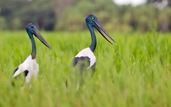  Black-necked Stork