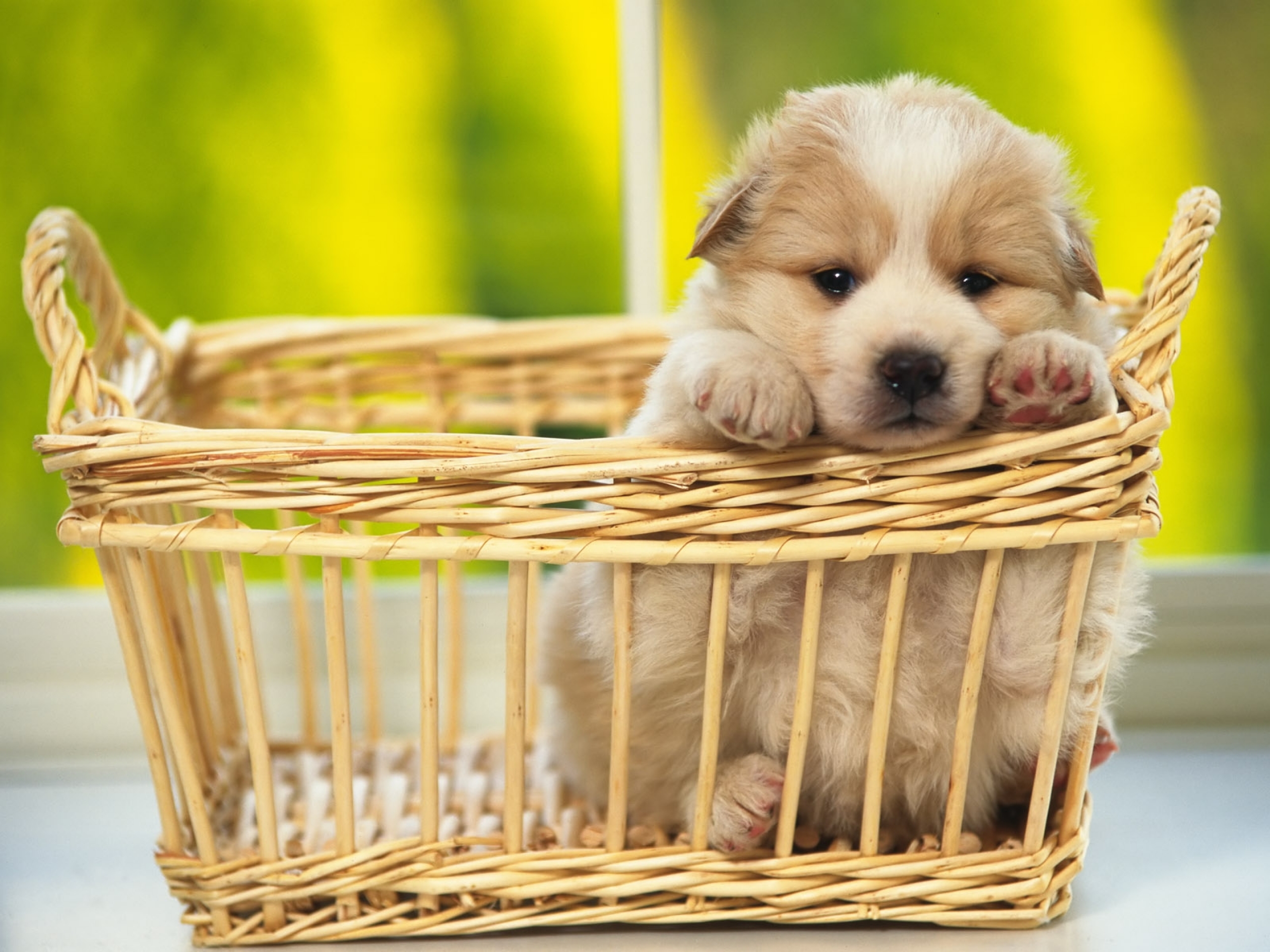1300+ Puppy HD Wallpapers and Backgrounds