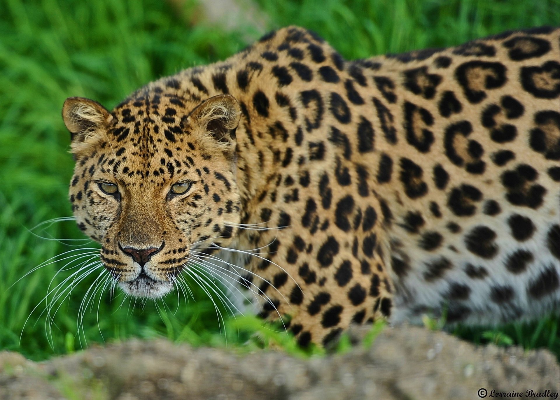 Download Animal Jaguar HD Wallpaper