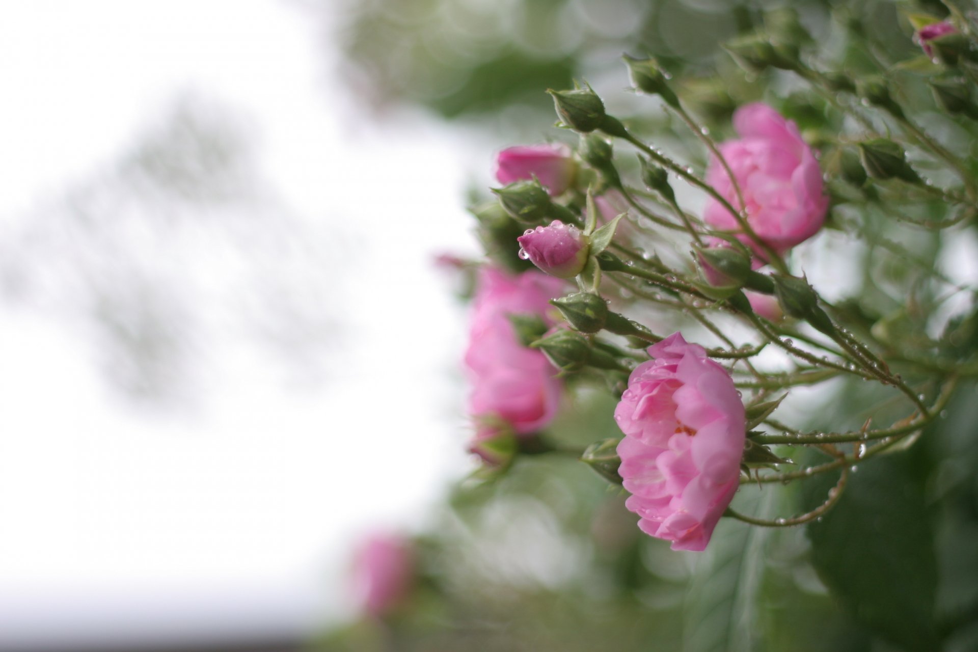 Macro shot of delicate pink roses with water drops on their petals, set against a softly blurred background, creating a serene nature scene for an HD desktop wallpaper.