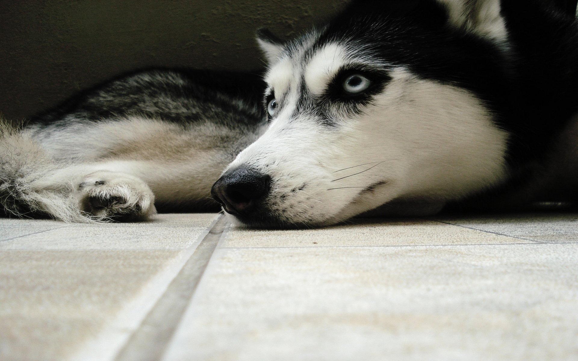 Download Animal Husky HD Wallpaper