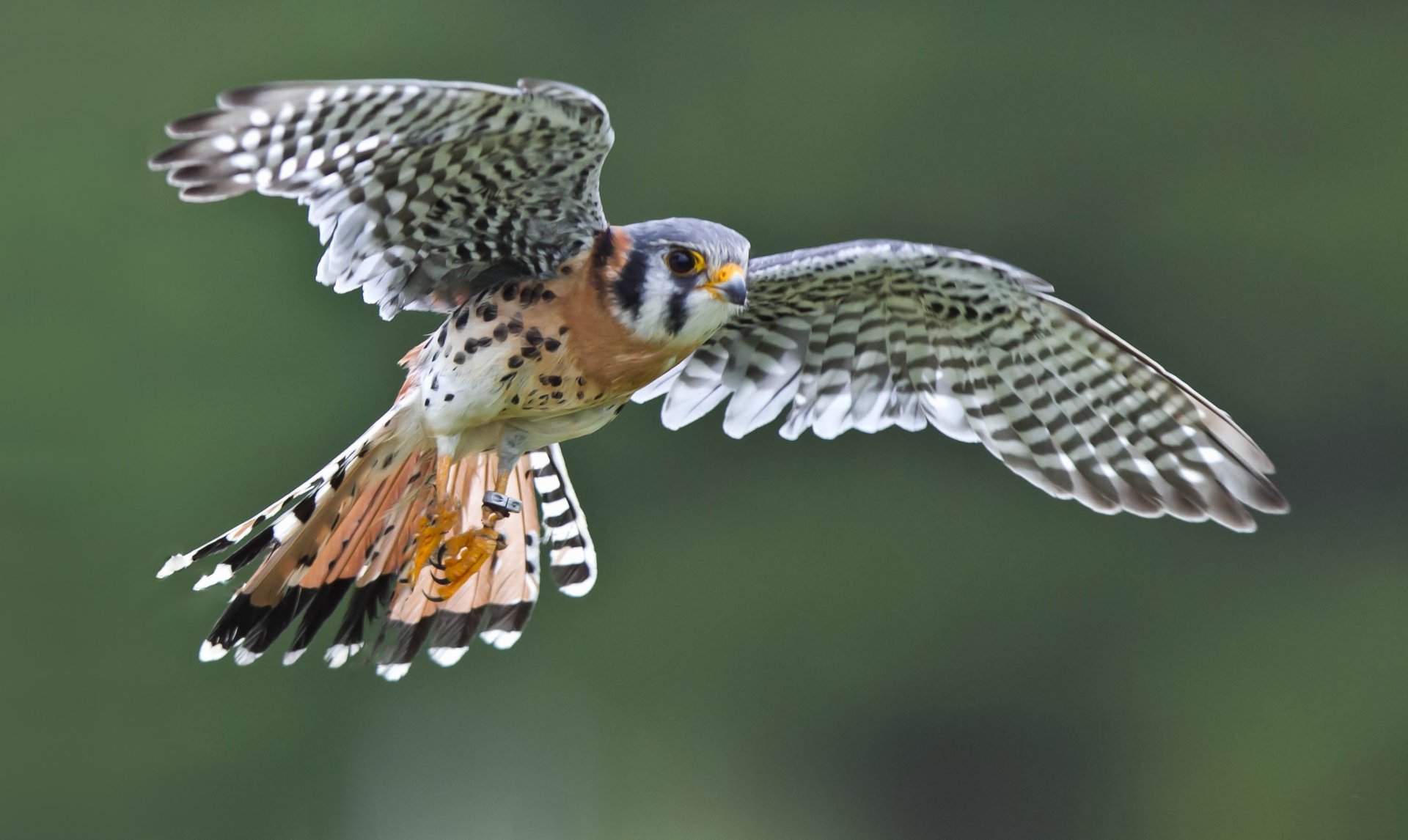 HD desktop wallpaper featuring an American Kestrel in mid-flight, showcasing its vibrant plumage and detailed feather patterns against a blurred green background.