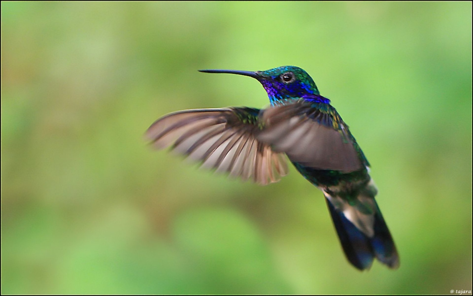 Fast bird. Колибри пикирует. Обои на рабочий стол Колибри. Заставки на телефон птичка Колибри.