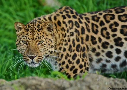 HD desktop wallpaper featuring a close-up of a jaguar with detailed spots and intense gaze in a natural green environment.
