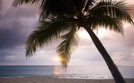 nature palm tree HD Desktop Wallpaper | Background Image