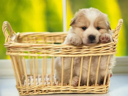 HD desktop wallpaper featuring an adorable puppy resting its paws on the edge of a wicker basket with a blurred green background.