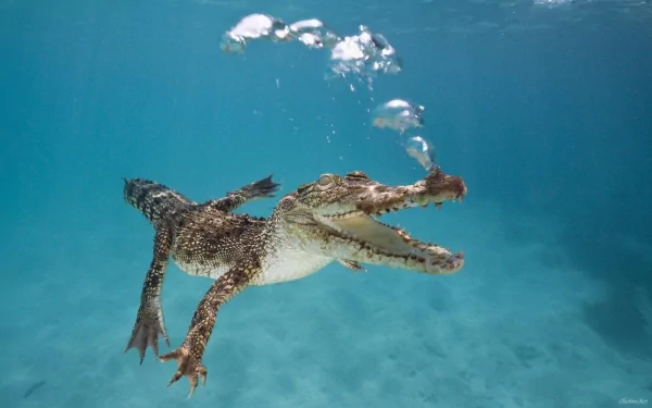 Animal crocodile HD Desktop Wallpaper | Background Image