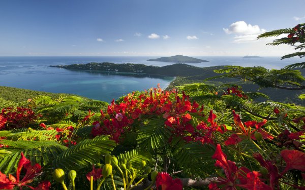Photography Ocean Earth Flower Tropical Horizon Island HD Wallpaper | Background Image