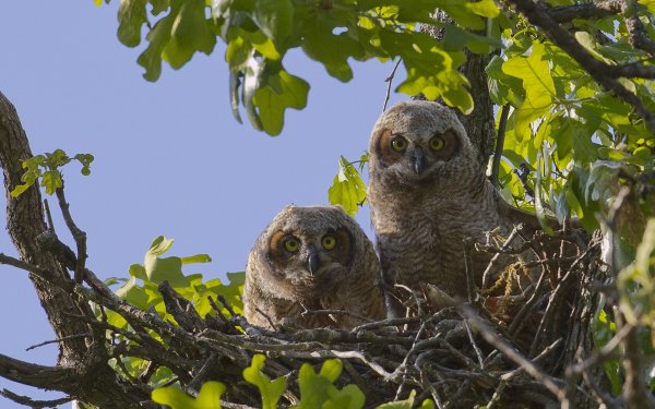 Animal Owl Birds Owls HD Wallpaper | Background Image