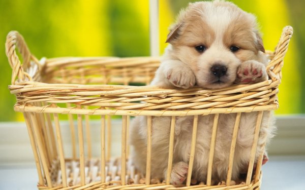 Animal Dog Dogs Puppy HD Wallpaper | Background Image