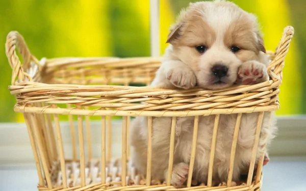 HD desktop wallpaper featuring an adorable puppy resting its paws on the edge of a wicker basket with a blurred green background.