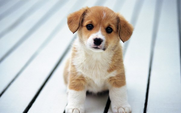 Animal Corgi Dogs Puppy Cute HD Wallpaper | Background Image