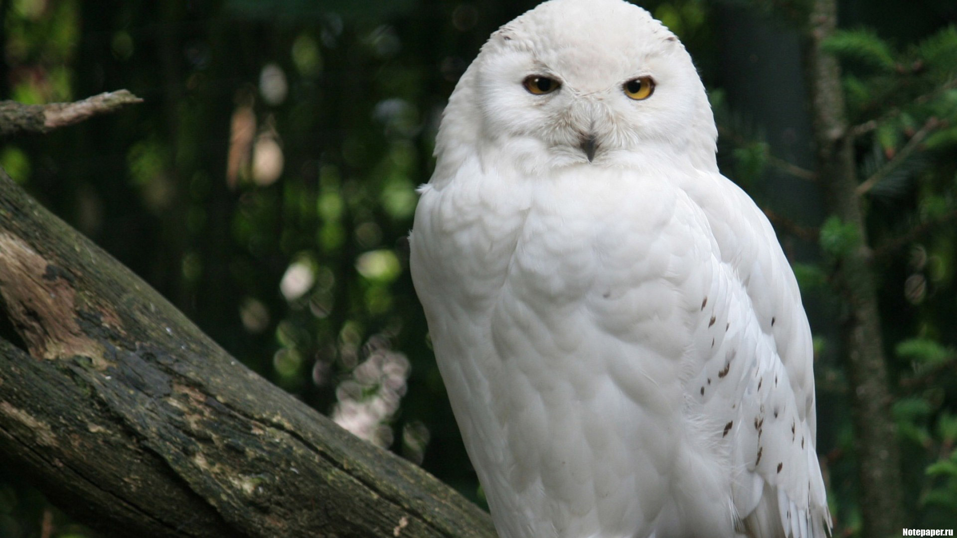 Snowy Owl HD Wallpaper Background Image 1920x1080 ID 381266   381266 