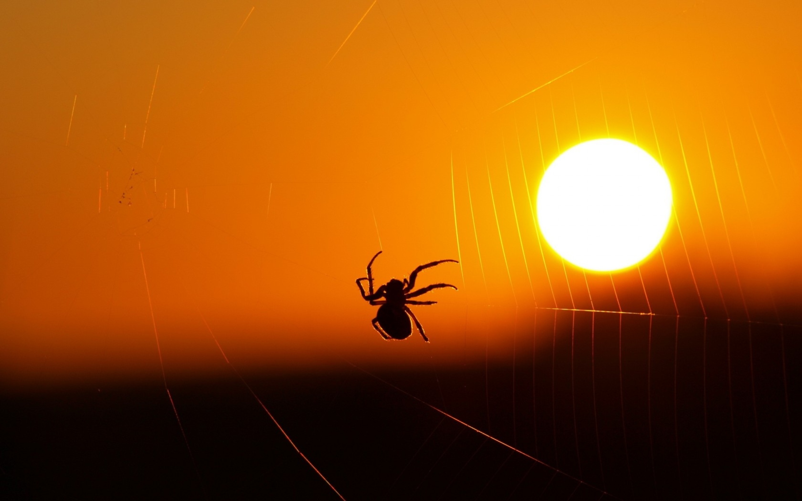 Sunset Silhouette: Spider in Its Web – HD Animal Wallpaper