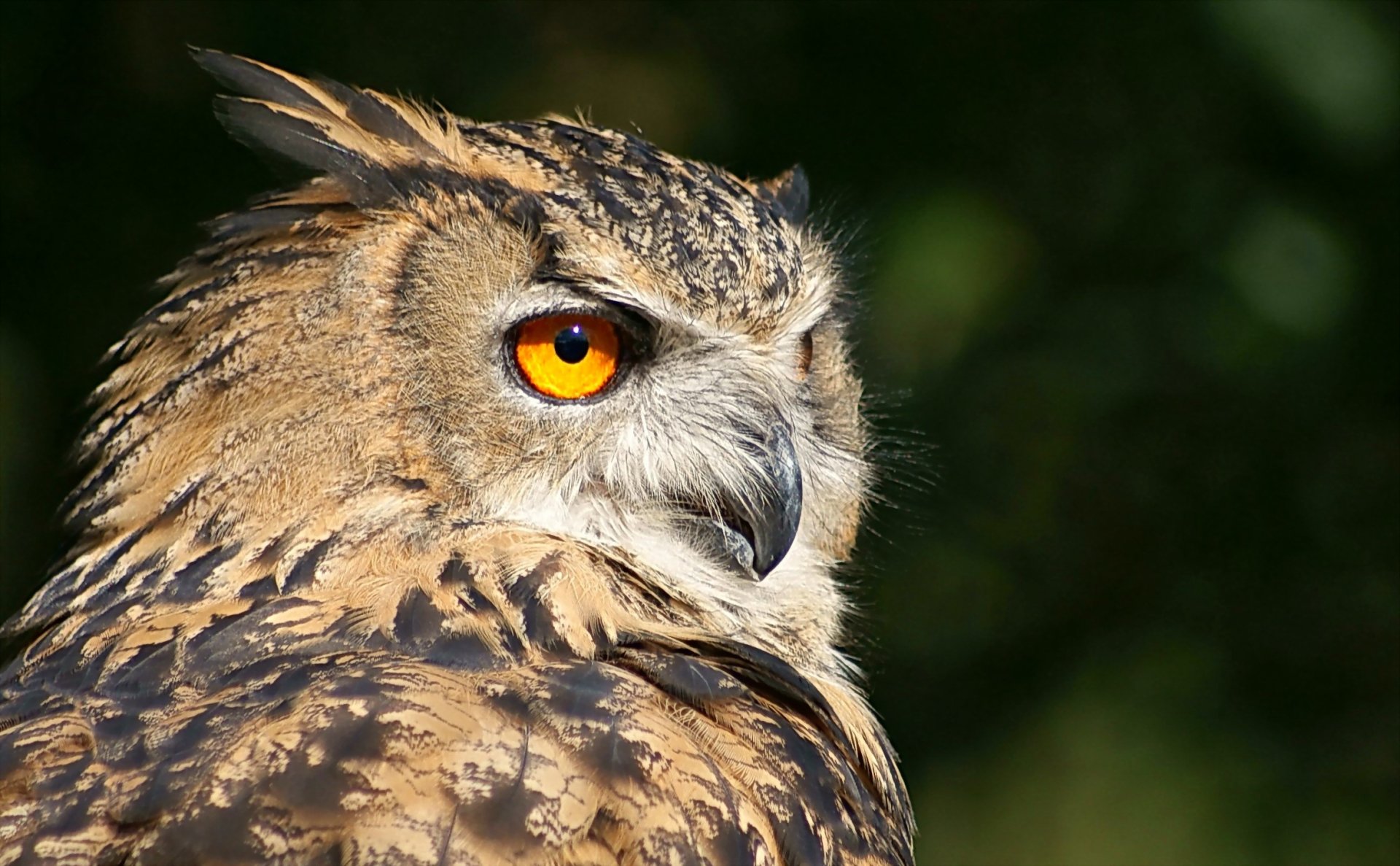 HD PC desktop background of an animal — close-up great horned owl with a vivid orange eye against a soft green blurred backdrop.