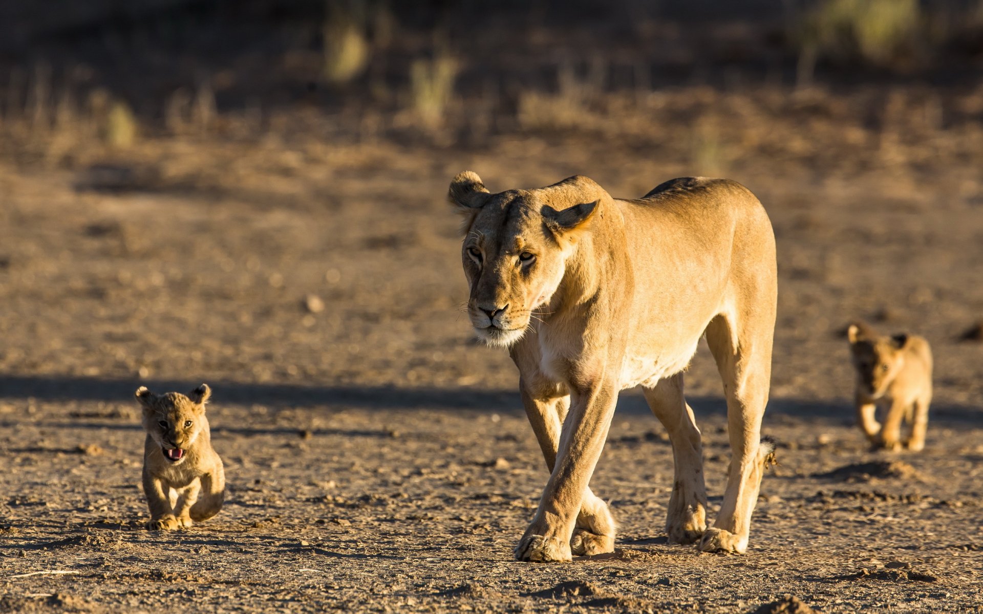 Animal Lion HD Wallpaper