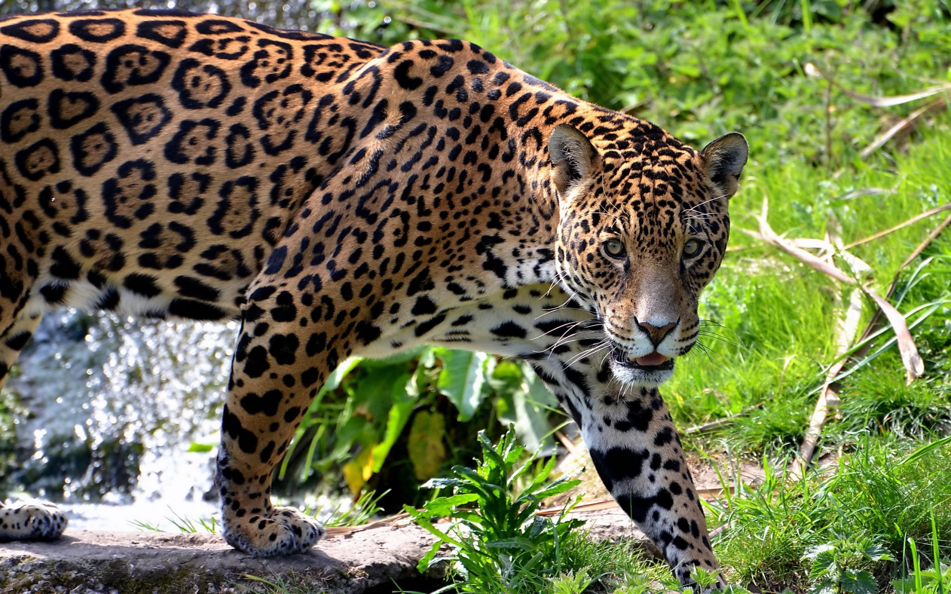 HD desktop wallpaper featuring a close-up of a jaguar walking through lush green vegetation with a small stream in the background.