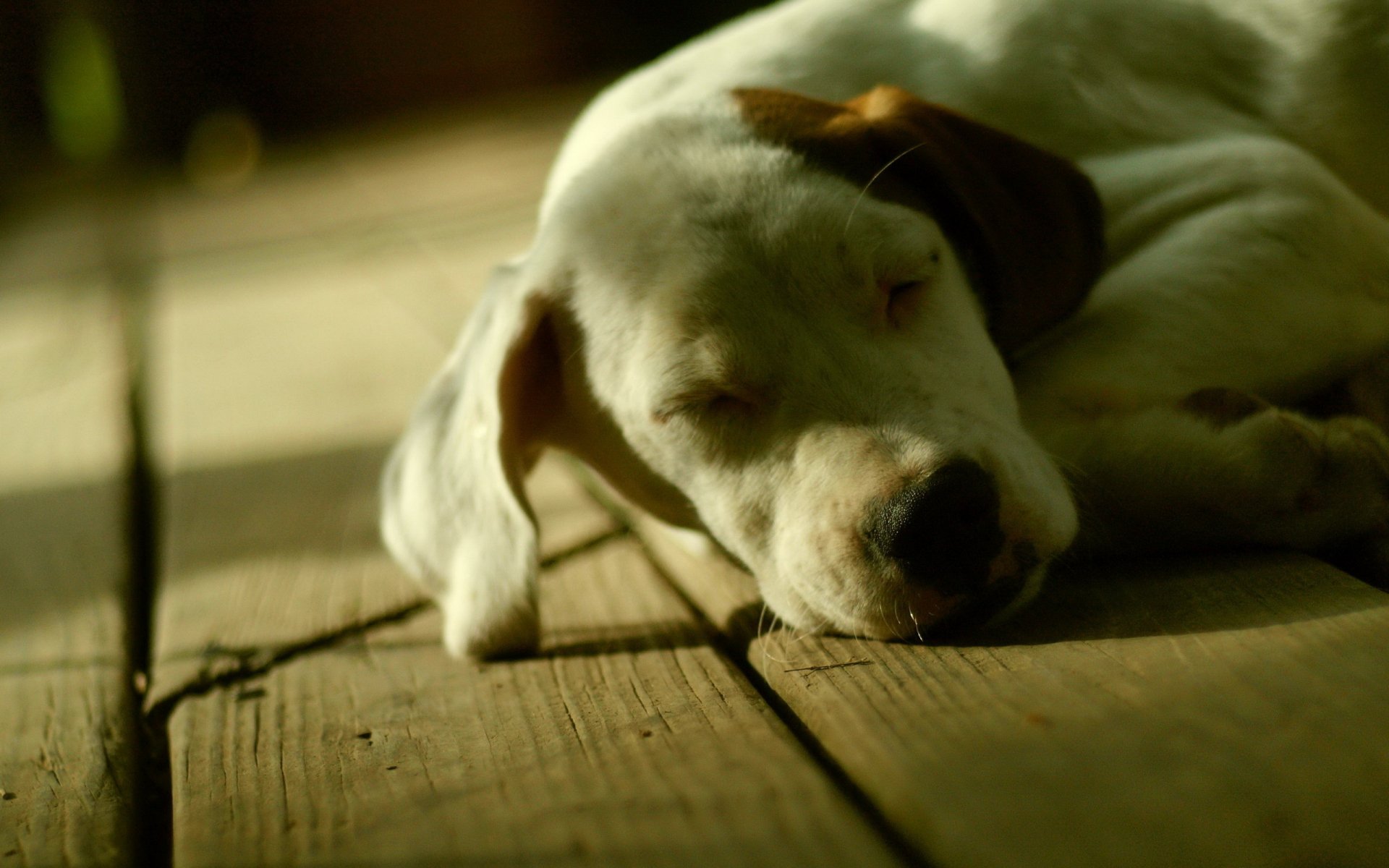 Download Animal Dog HD Wallpaper | 2560x1600 | Wallpaper Abyss
