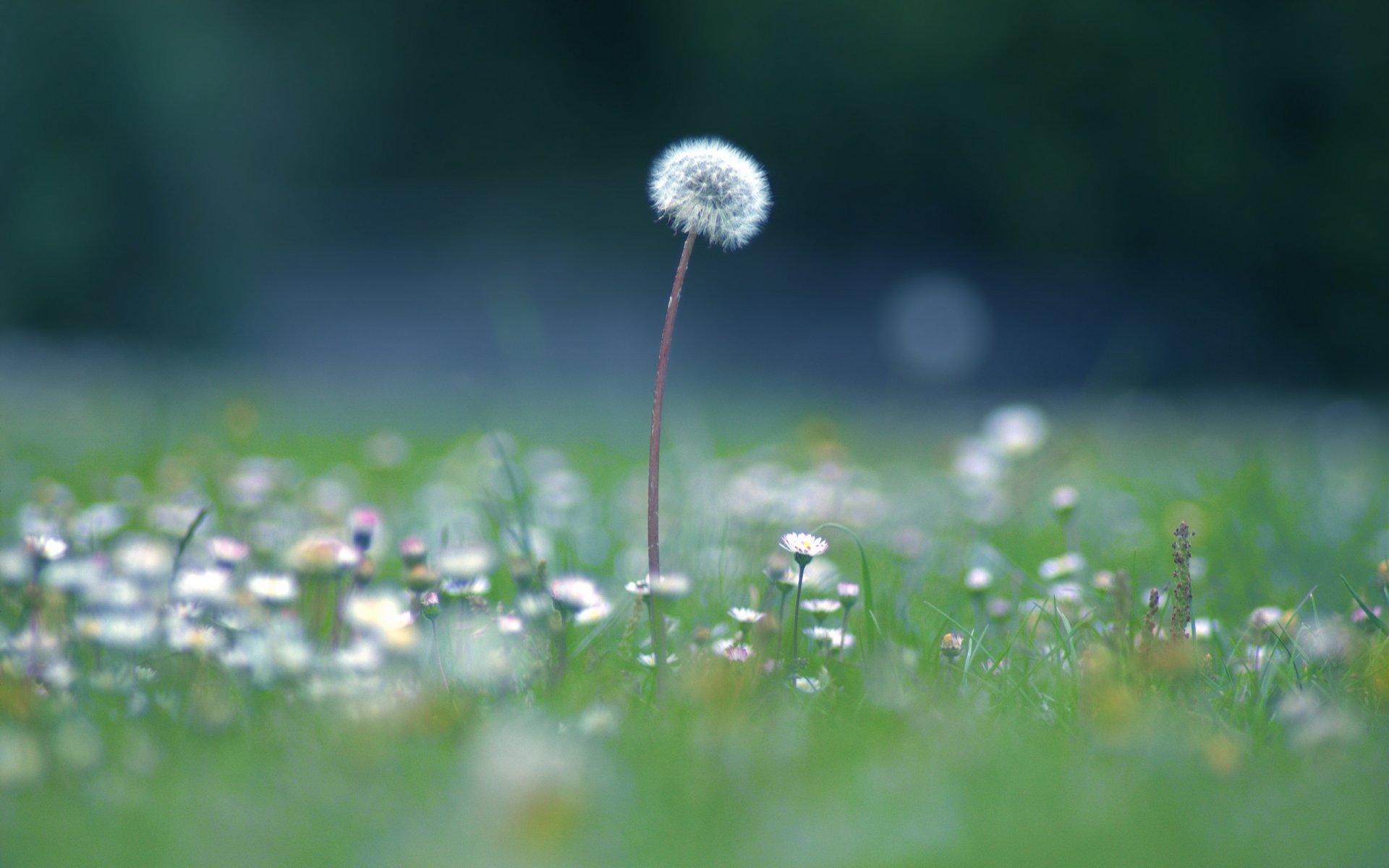 HD desktop wallpaper featuring a close-up of a single dandelion standing tall in a field of grass and small white flowers, capturing serene nature beauty.
