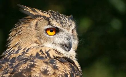 Animal great horned owl HD Desktop Wallpaper | Background Image