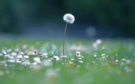 HD desktop wallpaper featuring a close-up of a single dandelion standing tall in a field of grass and small white flowers, capturing serene nature beauty.
