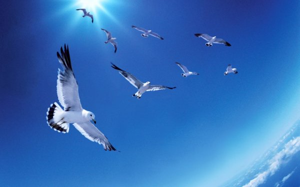 Animal Seagull Birds Seabirds Bird Sky HD Wallpaper | Background Image