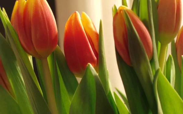 Close-up of vibrant orange and yellow tulips with green leaves, nature scene rendered as a 4K Ultra HD PC desktop wallpaper and background.