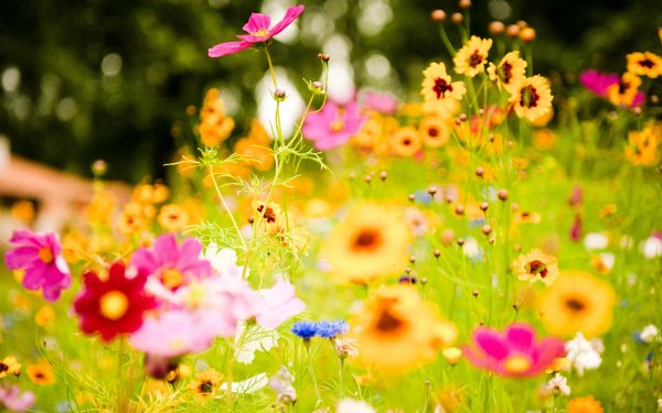Earth Flower Flowers HD Wallpaper | Background Image