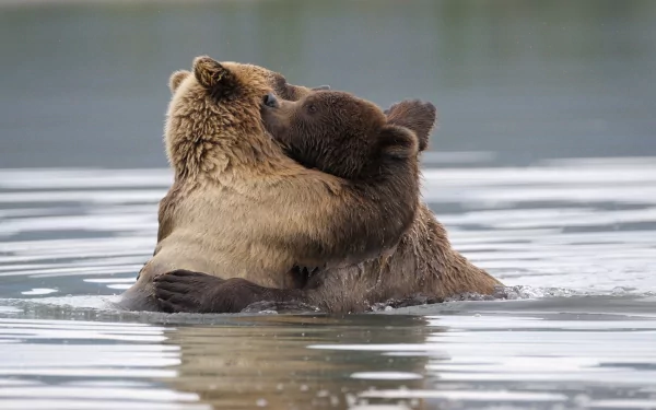 Russia Animal eastern brown bear HD Desktop Wallpaper | Background Image