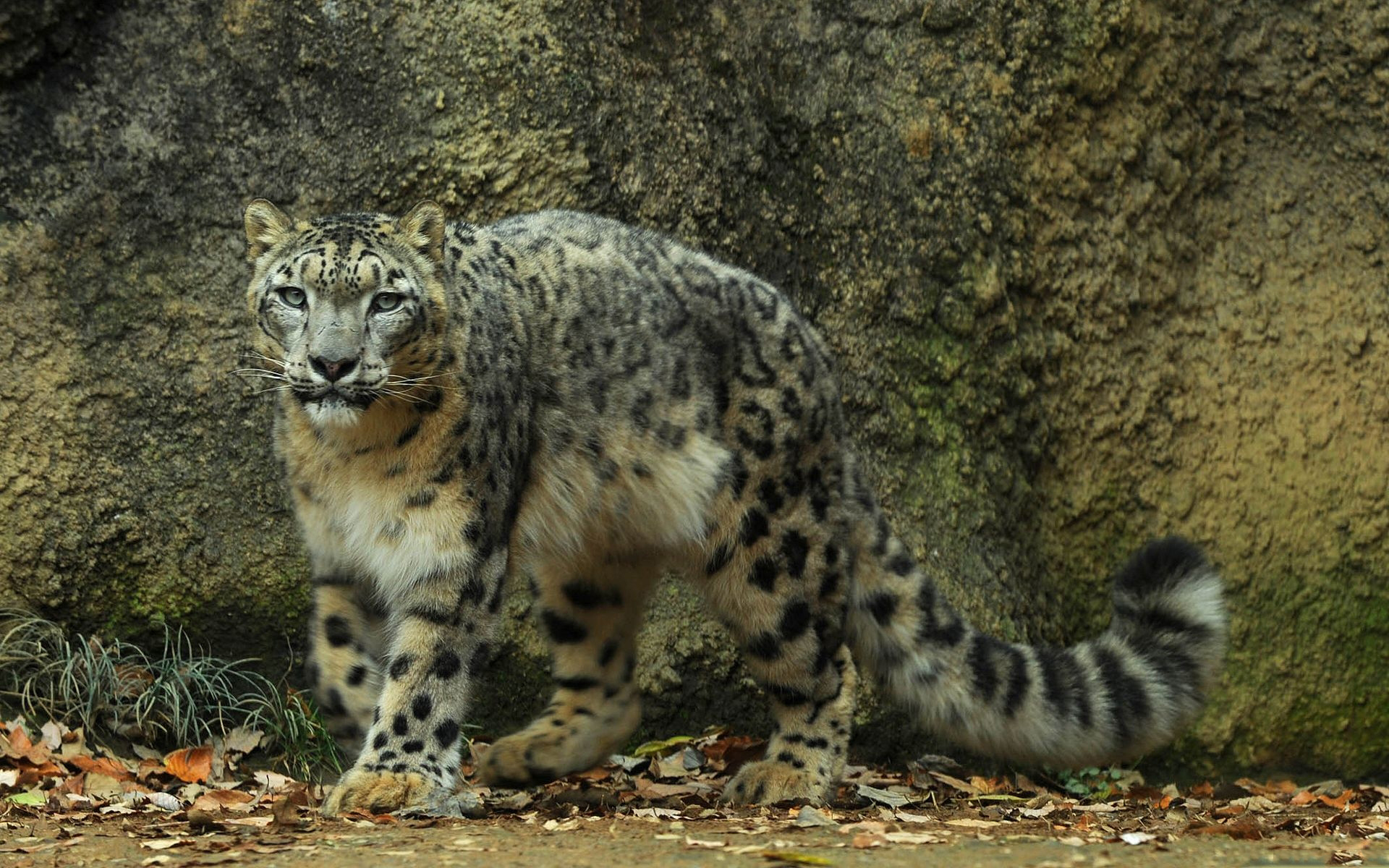snow leopard good wallpapers hd snow leopard good wallpapers hd