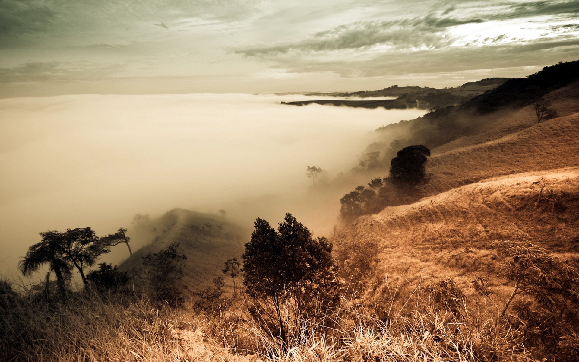Download Nature Fog HD Wallpaper | 1920x1200 | Wallpaper Abyss
