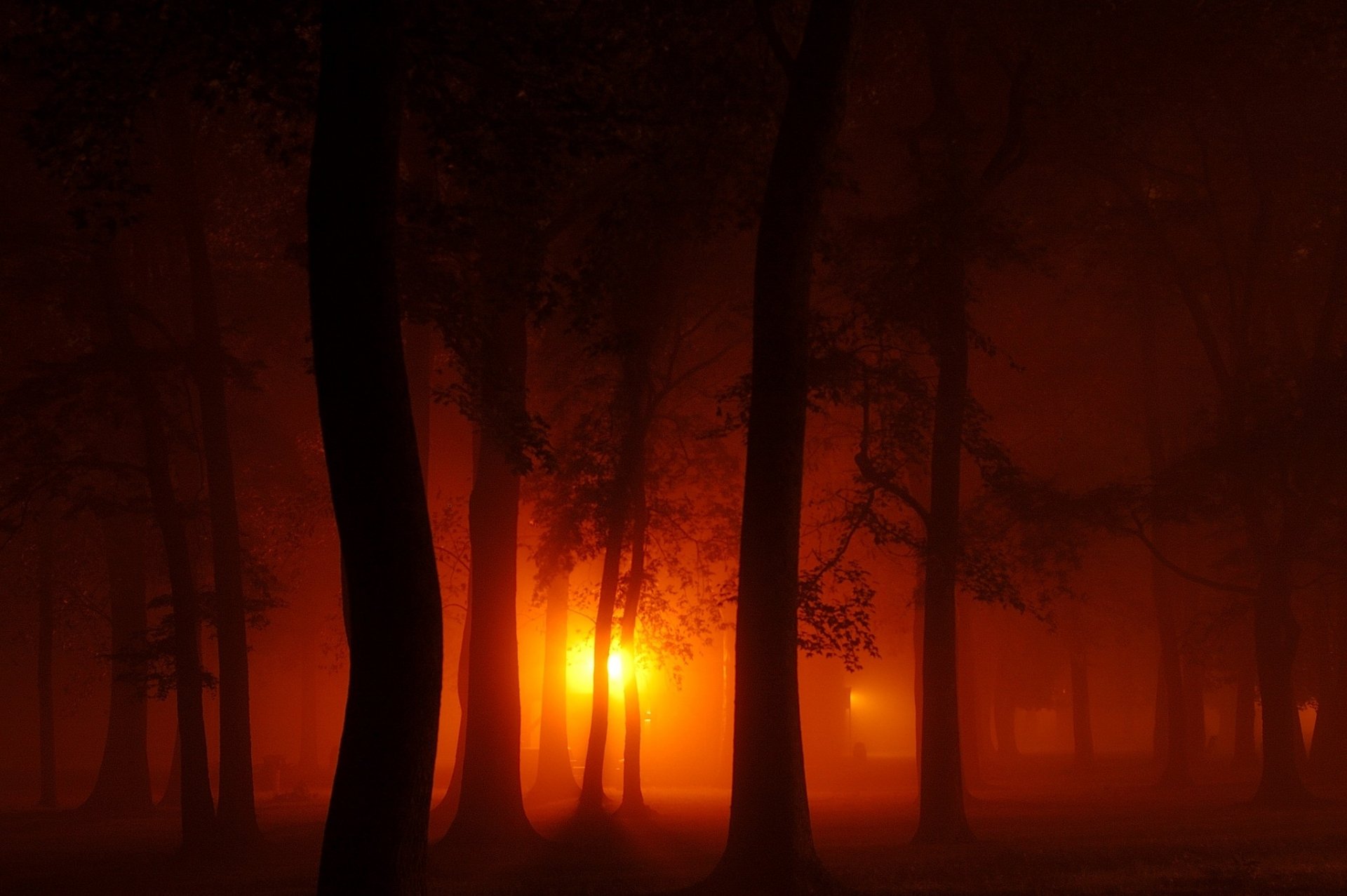 Photography of a foggy forest backlit by intense orange light, moody glow through tree silhouettes — HD PC desktop wallpaper and background.