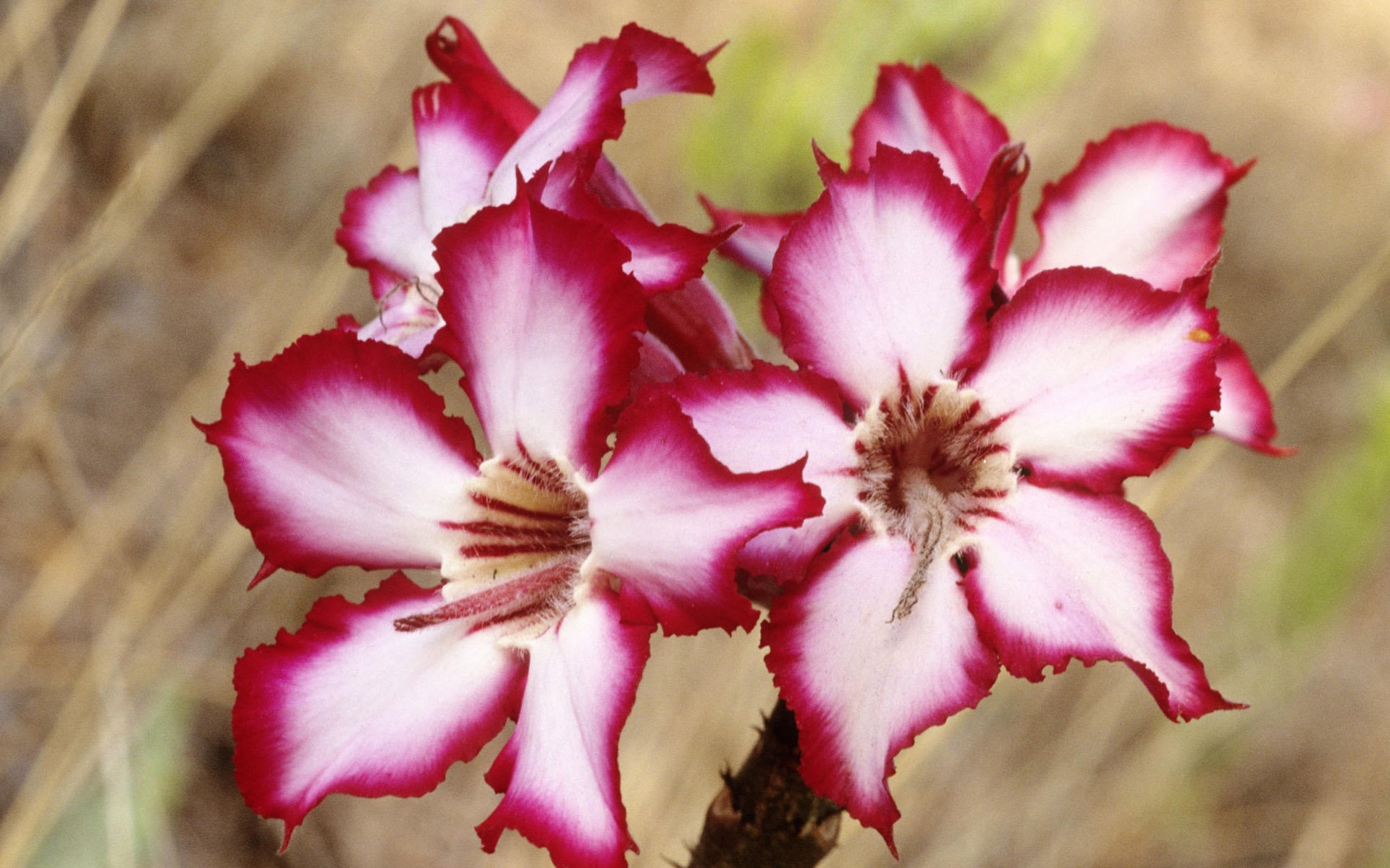 HD PC desktop wallpaper background: close-up of two pink-and-white South African wildflowers against a soft-focus grassy nature scene.