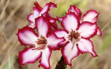 South Africa nature flower HD Desktop Wallpaper | Background Image