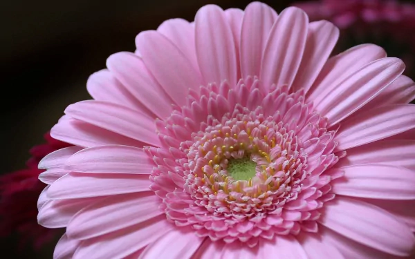 Close-up HD image of a pink gerbera flower showcasing delicate petals and natural beauty, designed as a vibrant PC desktop wallpaper background.