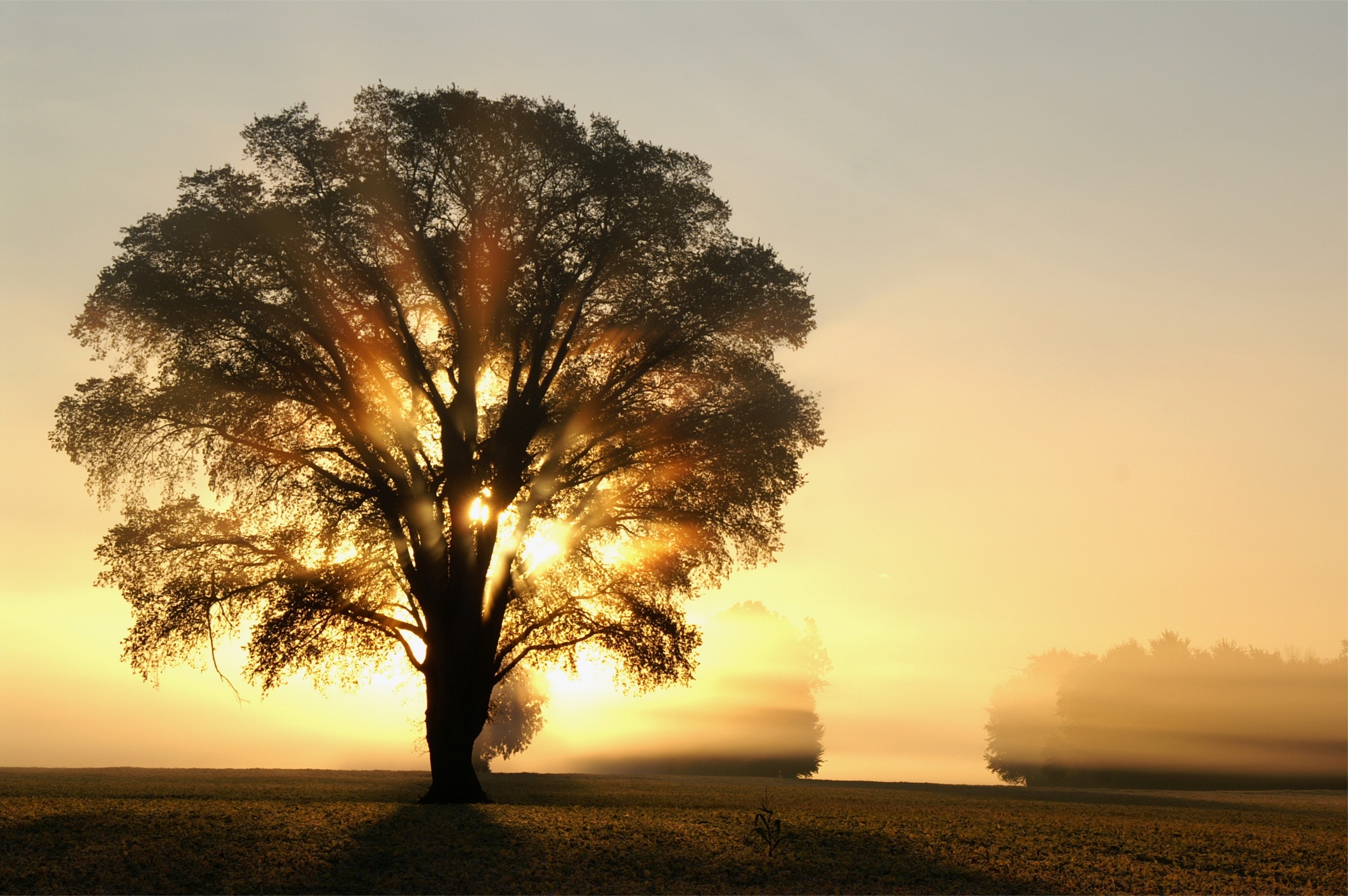 Tree Full HD Wallpaper and Background | 3000x1995 | ID:383022