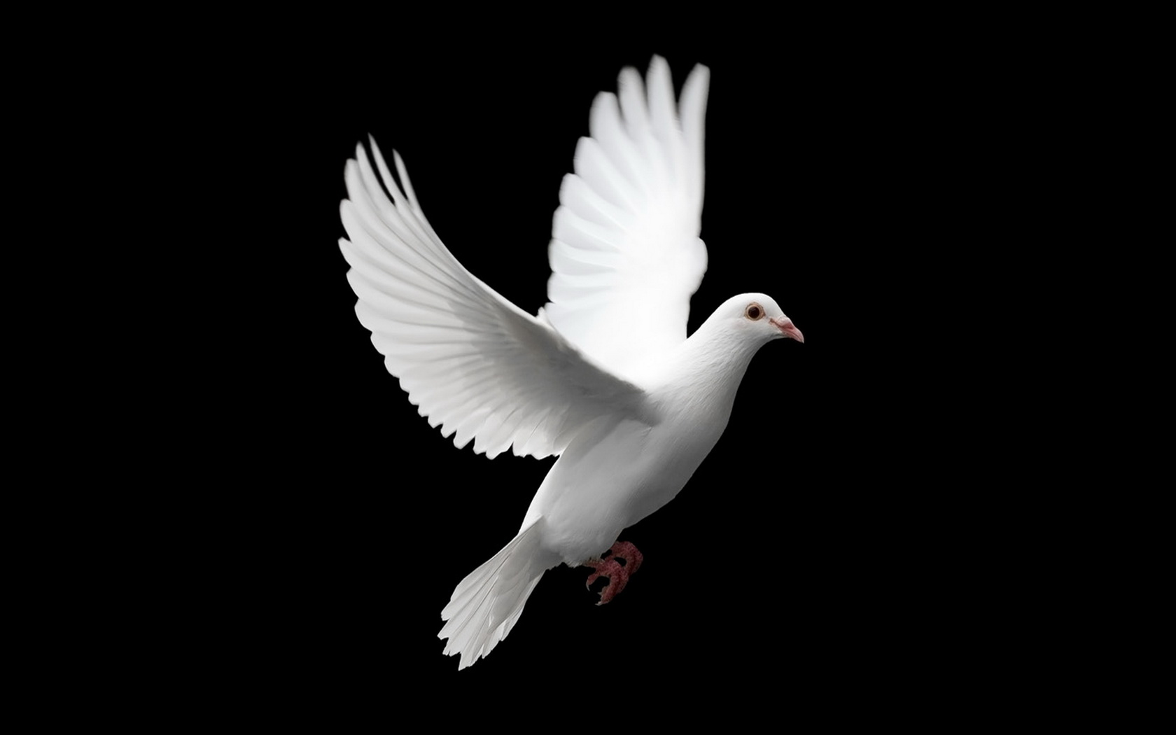 Animal Dove HD Wallpaper | Background Image