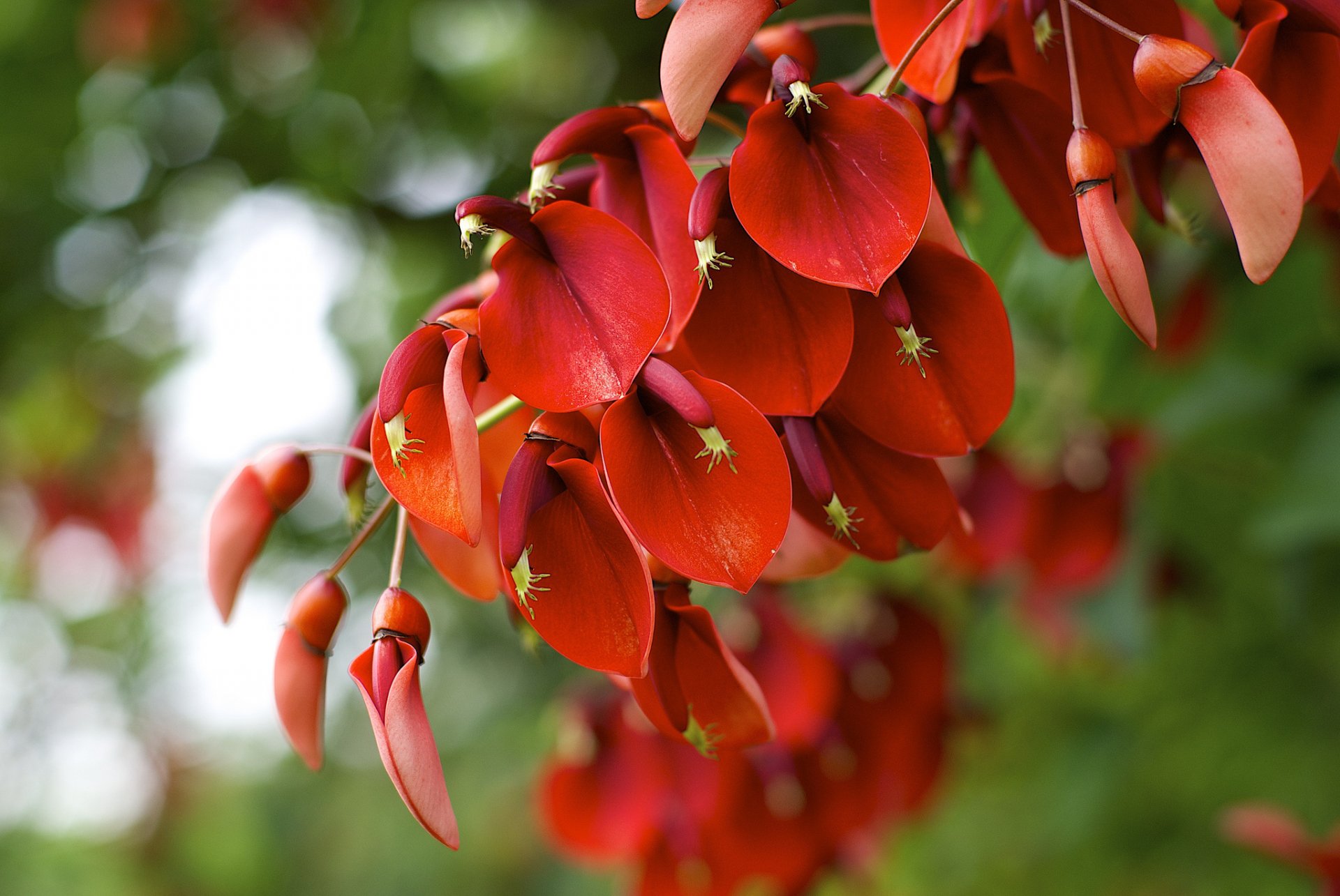 HD PC desktop wallpaper and background — close-up of vibrant red-orange blossom cluster hanging against a soft-focus green nature backdrop.