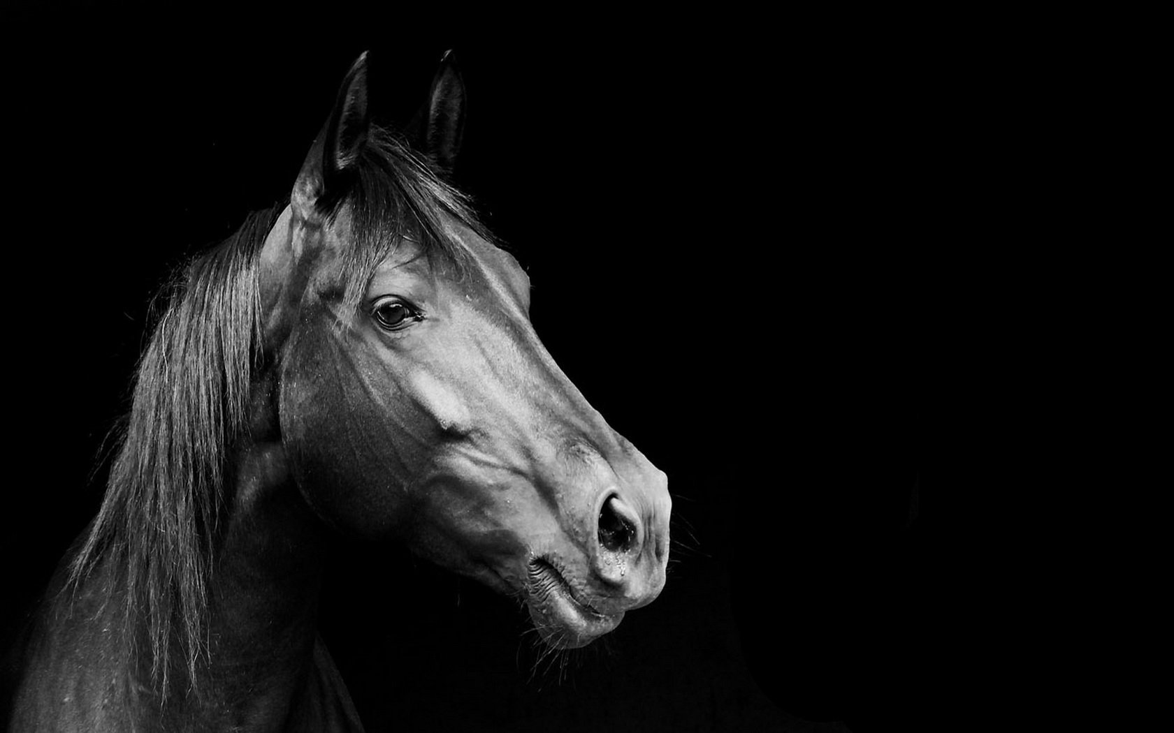 Download Animal Horse Wallpaper