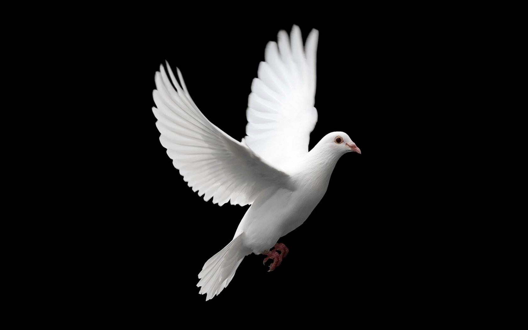 Dove Wallpaper and Background Image | 1680x1050 | ID:383374