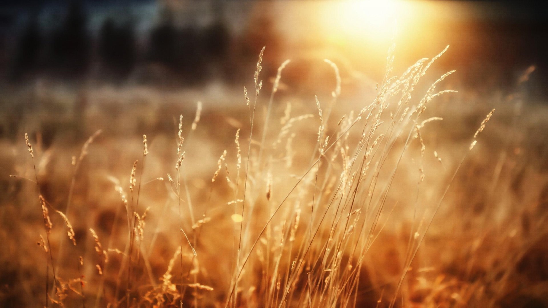 Golden wheat stalks backlit by a warm sunset, bokeh field in the distance — 2K Quad HD PC desktop wallpaper and background, nature, wheat.