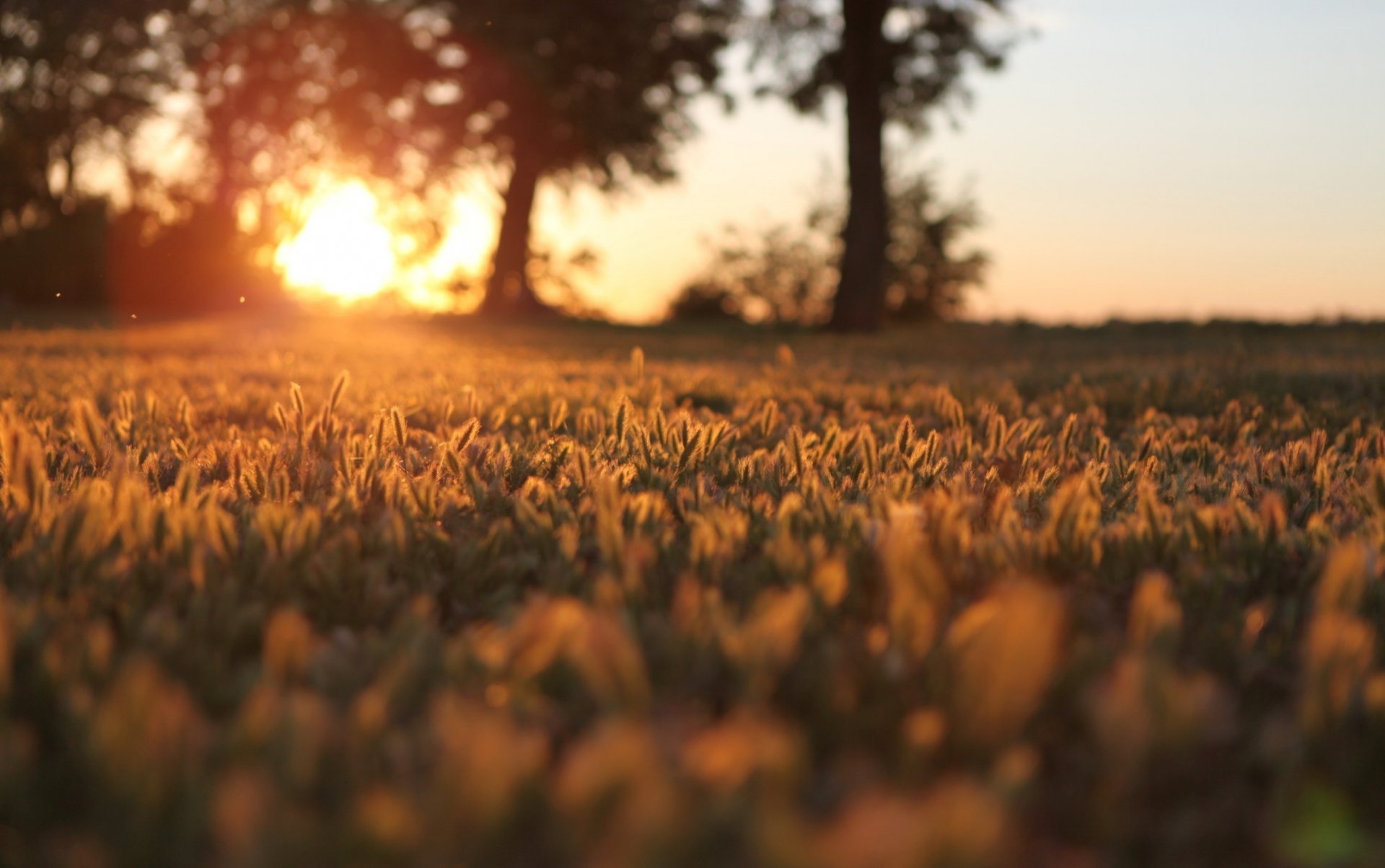 HD desktop wallpaper capturing a sunbeam streaming over a grassy field with trees silhouetted in the background, highlighting the beauty of nature at sunrise or sunset.