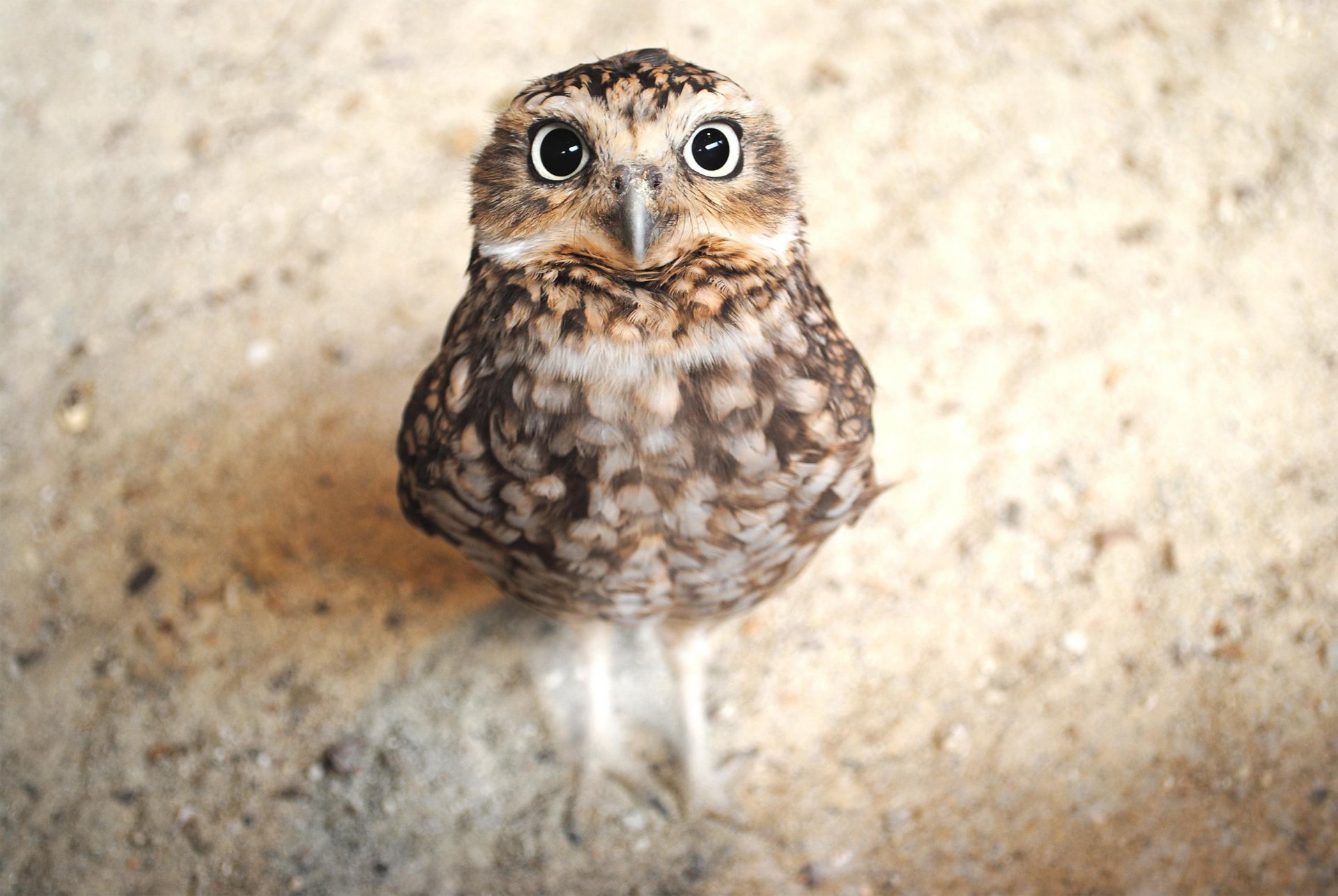 A high-definition desktop wallpaper featuring a close-up of an owl with striking eyes, detailed feathers, and a prominent beak, standing on a sandy surface.