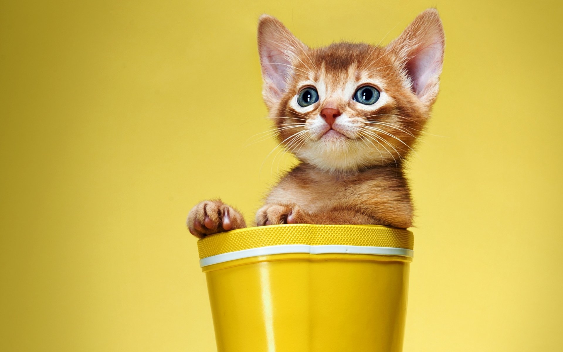 A cute kitten with big blue eyes sits inside a yellow bucket against a matching yellow background. This HD image is suitable as a desktop wallpaper and background.