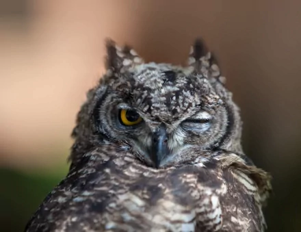 A close-up of a great horned owl, showcasing its striking features and one eye winking, presented as a stunning 4K Ultra HD desktop wallpaper.