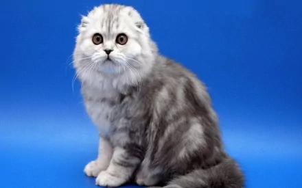 Animal Scottish Fold HD Desktop Wallpaper | Background Image